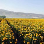 Ladang Bunga Gemitir Bali