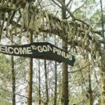 Jelajahi Hutan Pinus Instagrammable