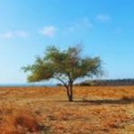 Pantai dan Padang Savana