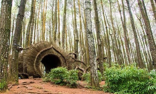 Hutan Pinus Pengger Jogjakarta