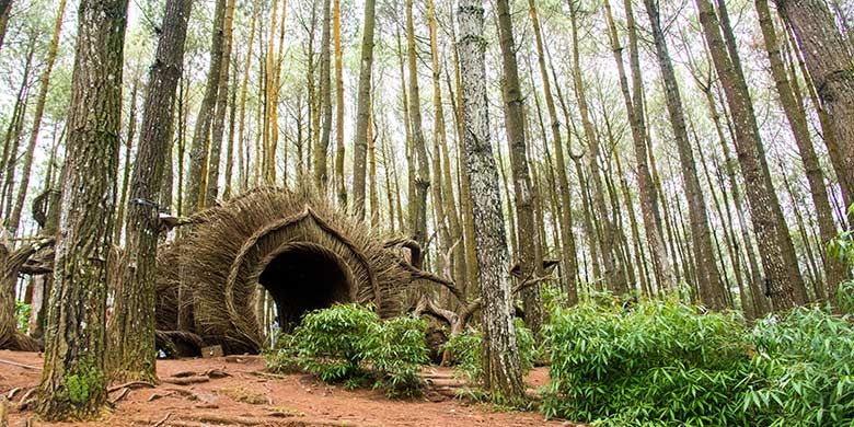 Hutan Pinus Pengger Jogjakarta