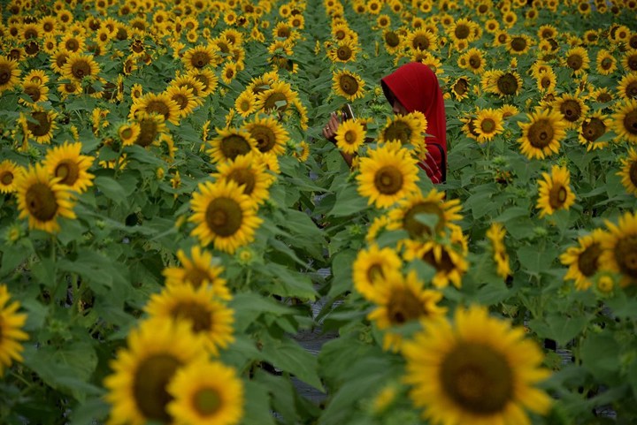 Taman Bunga Matahari Pantai Samas Jogjakarta
